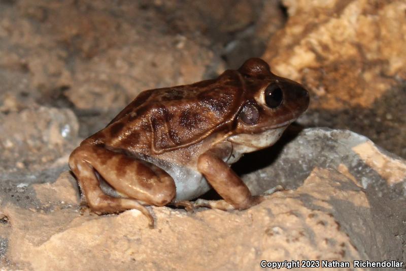 Barking Frog (Craugastor augusti)