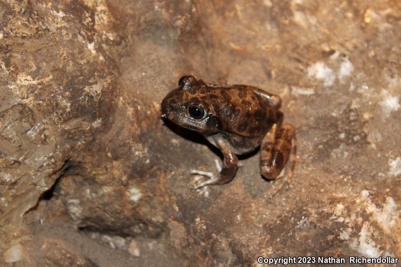 Barking Frog (Craugastor augusti)