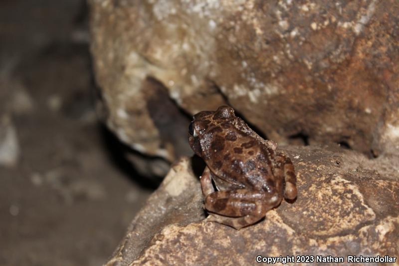 Barking Frog (Craugastor augusti)