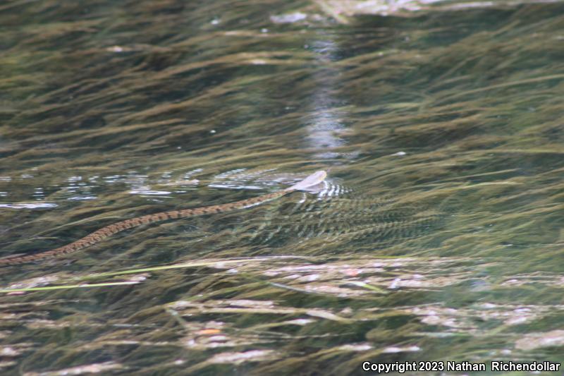 Diamond-backed Watersnake (Nerodia rhombifer)