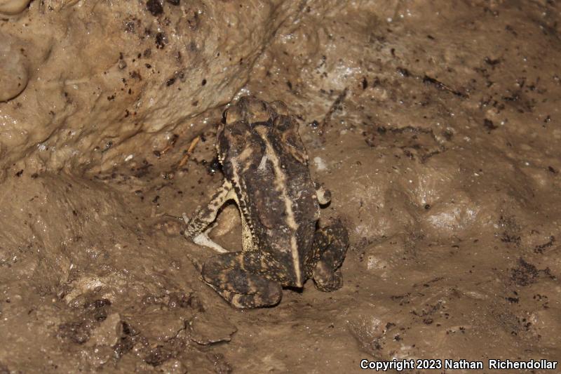 Gulf Coast Toad (Ollotis nebulifer)