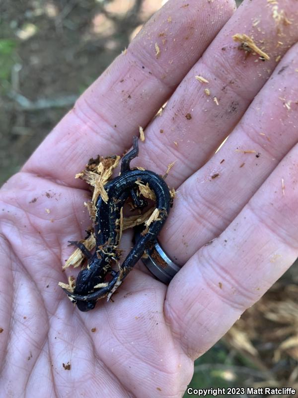 Northern Gray-cheeked Salamander (Plethodon montanus)