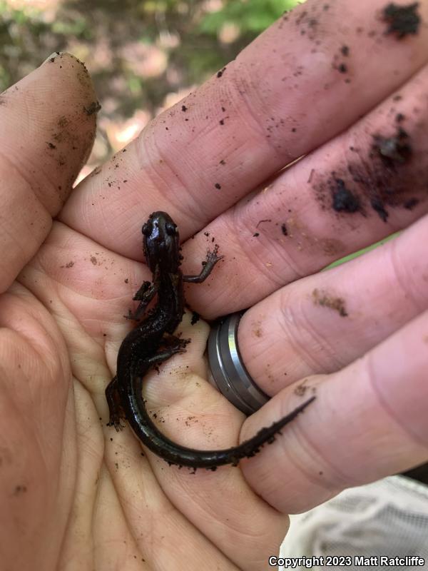 Northern Gray-cheeked Salamander (Plethodon montanus)