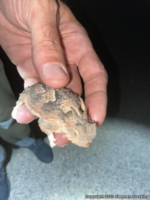 Southern Desert Horned Lizard (Phrynosoma platyrhinos calidiarum)