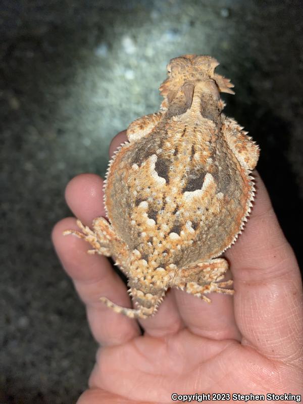 Southern Desert Horned Lizard (Phrynosoma platyrhinos calidiarum)