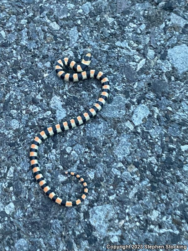 Variable Groundsnake (Sonora semiannulata semiannulata)