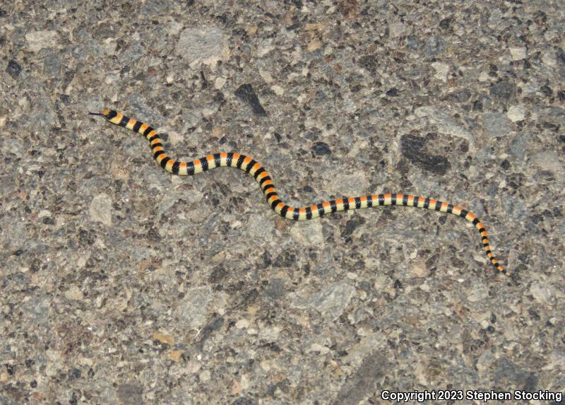 Variable Groundsnake (Sonora semiannulata semiannulata)