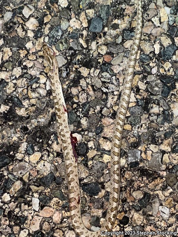 Desert Glossy Snake (Arizona elegans eburnata)