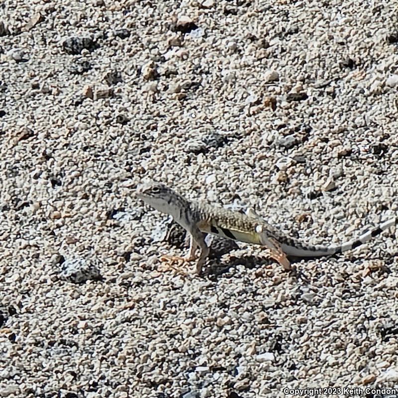 Western Zebra-tailed Lizard (Callisaurus draconoides rhodostictus)