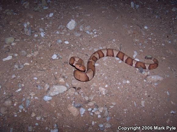 Broad-banded Copperhead (Agkistrodon contortrix laticinctus)