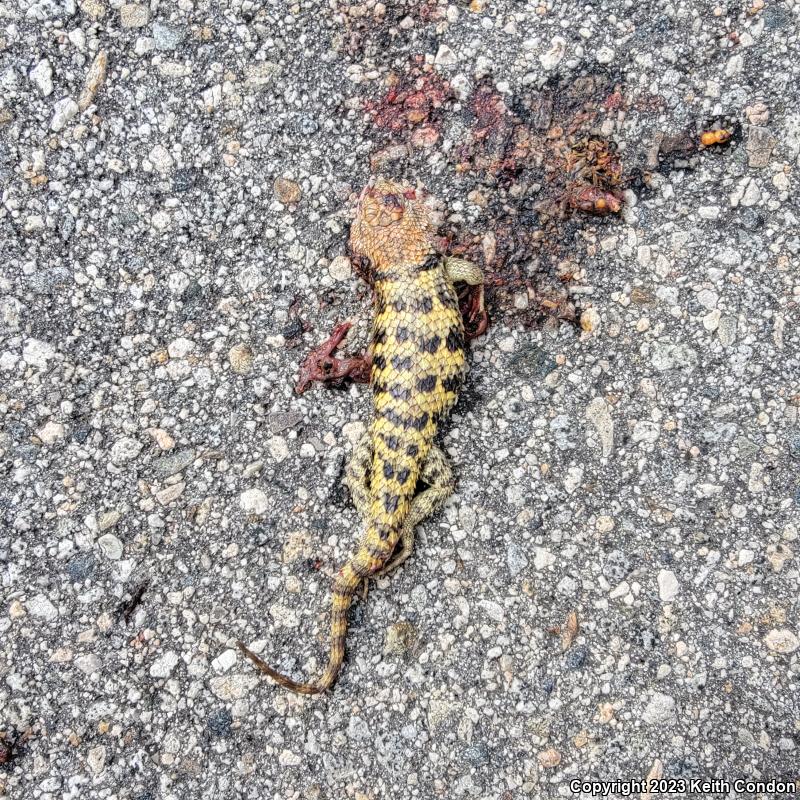 Desert Spiny Lizard (Sceloporus magister)