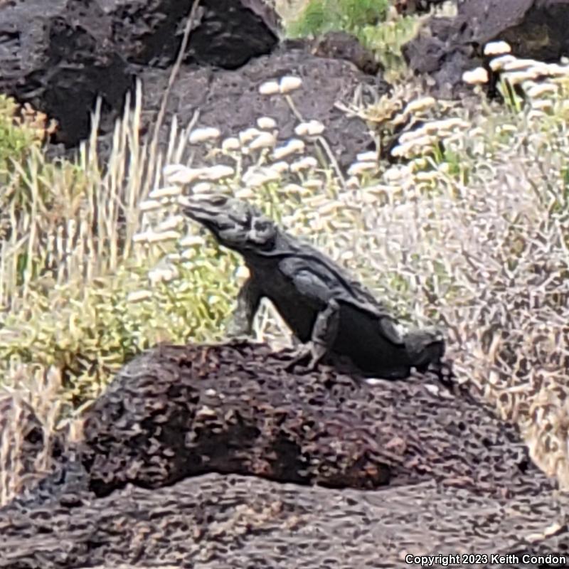 Common Chuckwalla (Sauromalus ater)