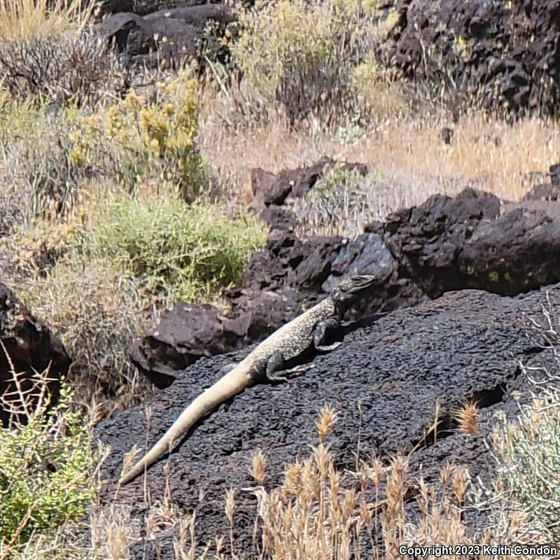 Common Chuckwalla (Sauromalus ater)