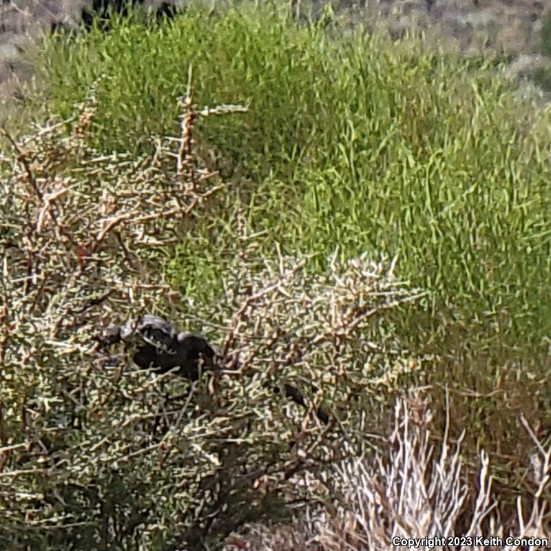 Common Chuckwalla (Sauromalus ater)