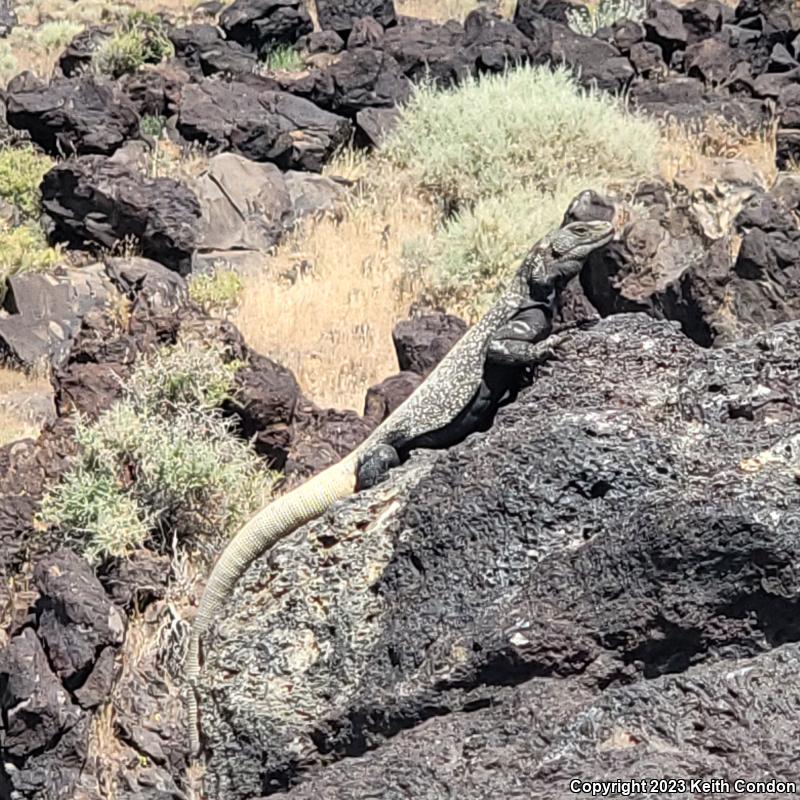 Common Chuckwalla (Sauromalus ater)