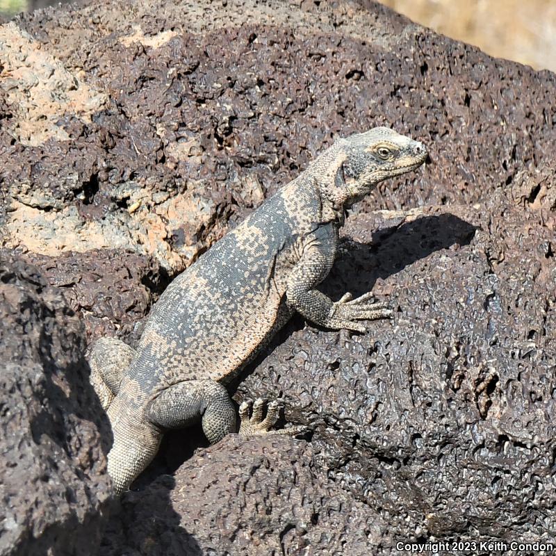 Common Chuckwalla (Sauromalus ater)