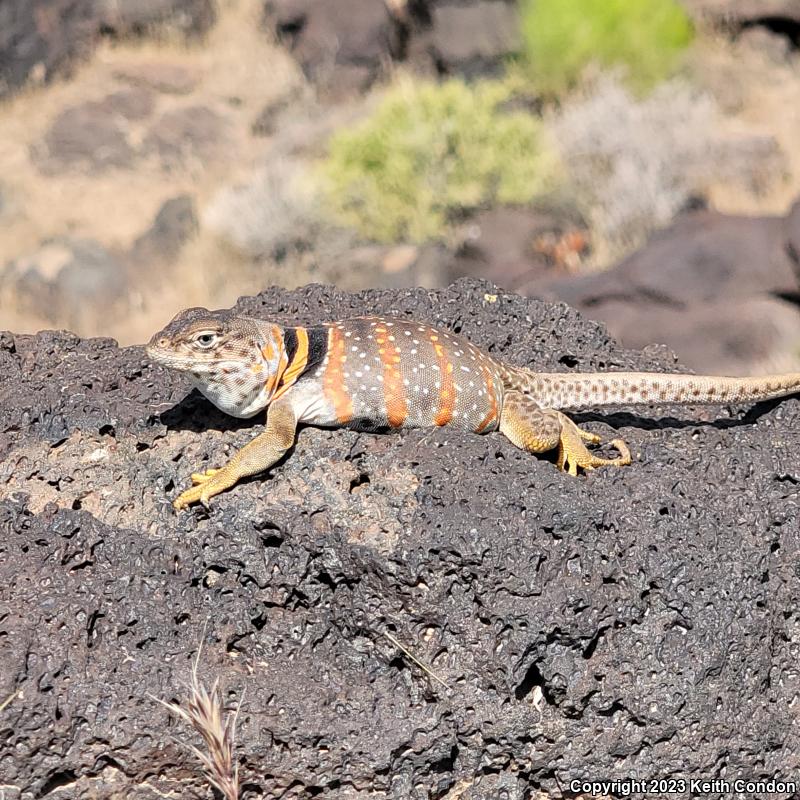 Great Basin Collared Lizard (Crotaphytus bicinctores)