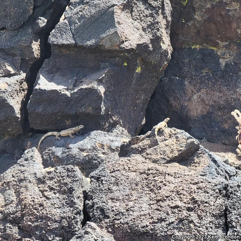 Common Chuckwalla (Sauromalus ater)