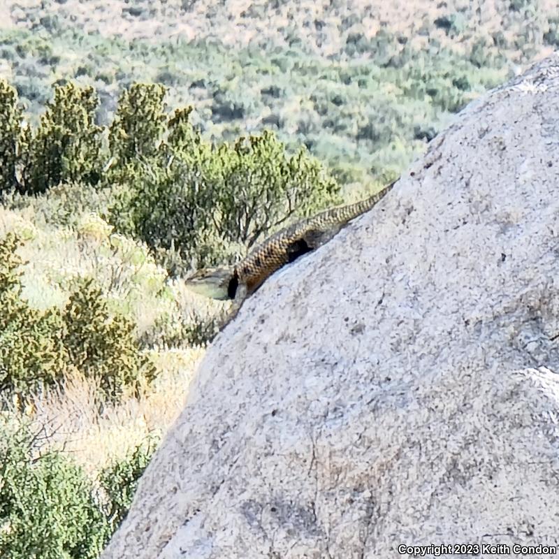 Desert Spiny Lizard (Sceloporus magister)