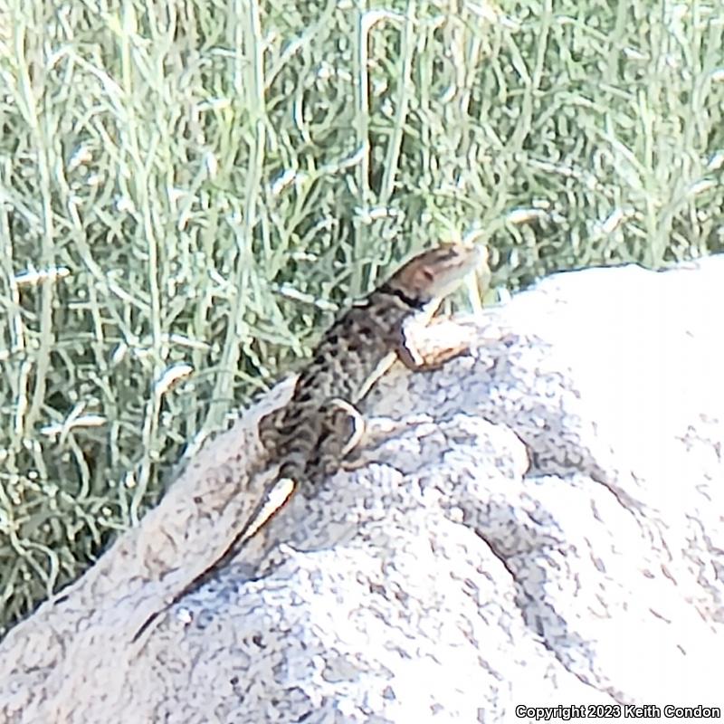 Desert Spiny Lizard (Sceloporus magister)