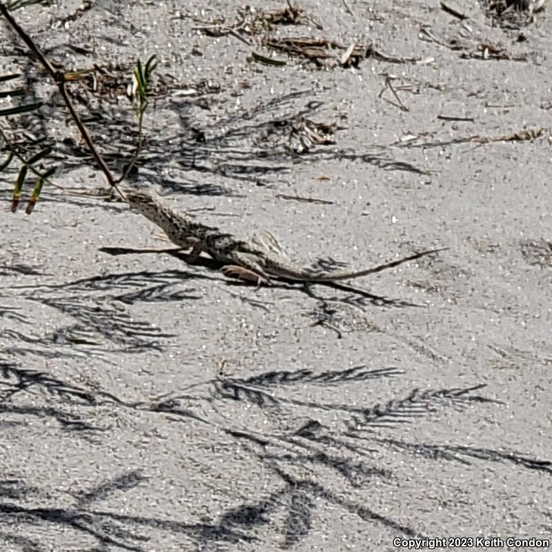 Mojave Fringe-toed Lizard (Uma scoparia)