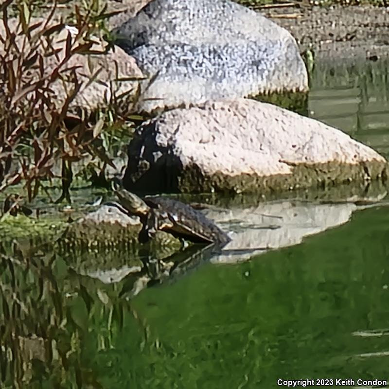 Spiny Softshell (Apalone spinifera)