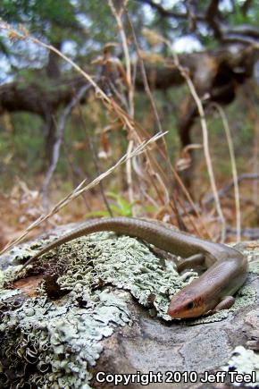 Arizona Skink (Plestiodon gilberti arizonensis)