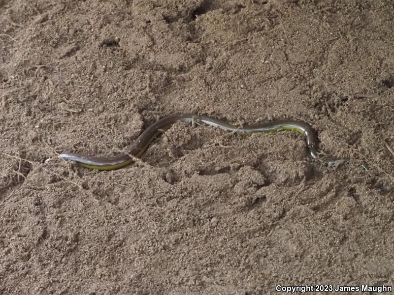 California Legless Lizard (Anniella pulchra)