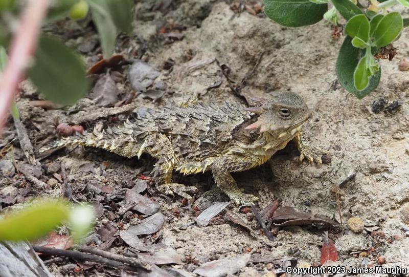 Blainville's Horned Lizard (Phrynosoma blainvillii)