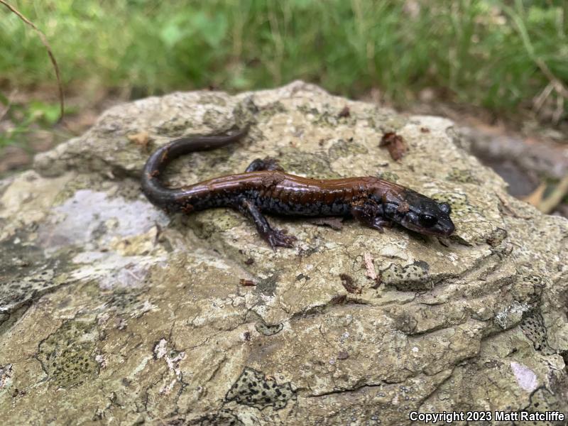 Yonahlossee Salamander (Plethodon yonahlossee)