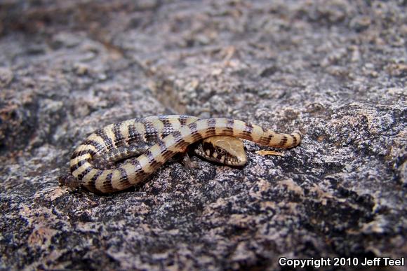 Madrean Alligator Lizard (Elgaria kingii kingii)