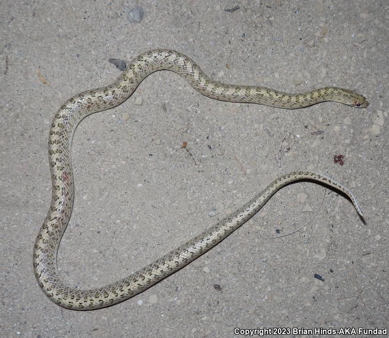 Desert Glossy Snake (Arizona elegans eburnata)