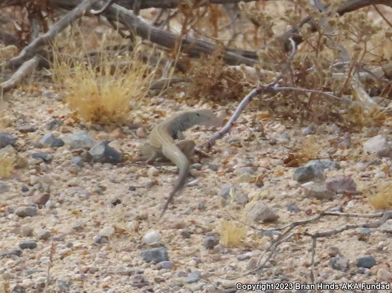 Great Basin Whiptail (Aspidoscelis tigris tigris)