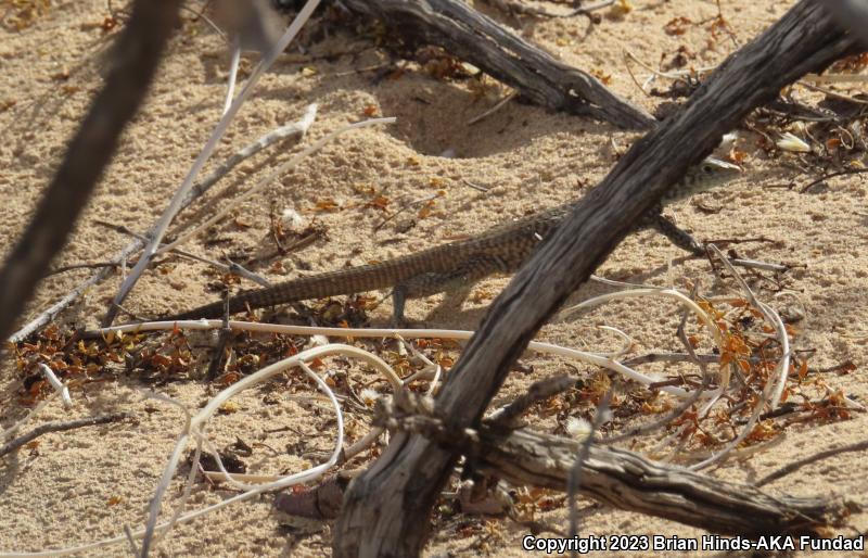 Great Basin Whiptail (Aspidoscelis tigris tigris)