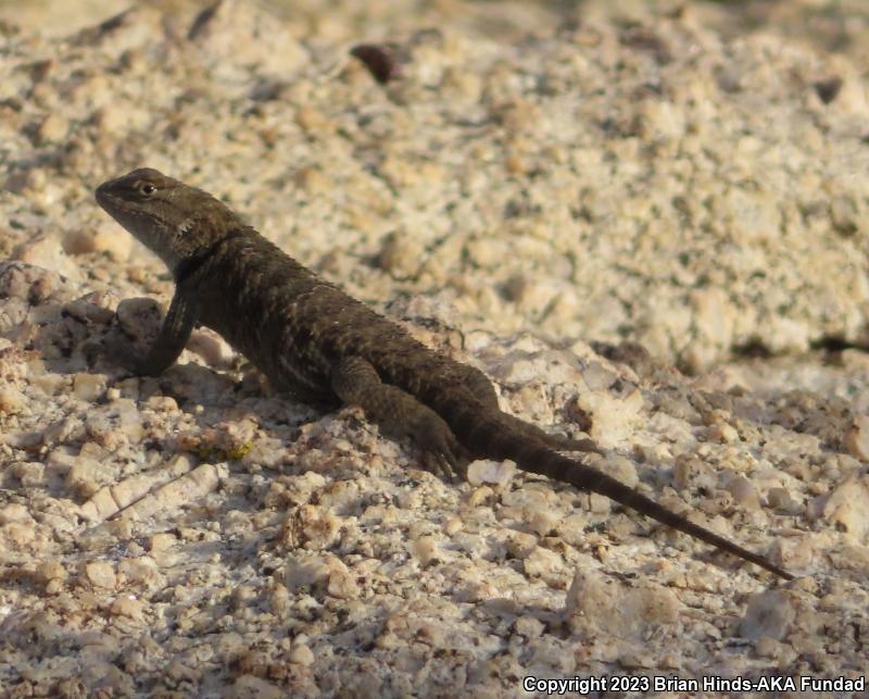 Yellow-backed Spiny Lizard (Sceloporus uniformis)