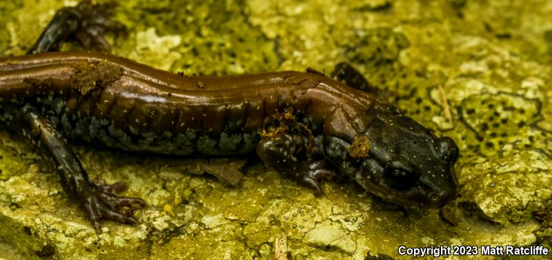 Yonahlossee Salamander (Plethodon yonahlossee)