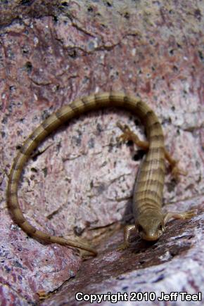 Madrean Alligator Lizard (Elgaria kingii kingii)