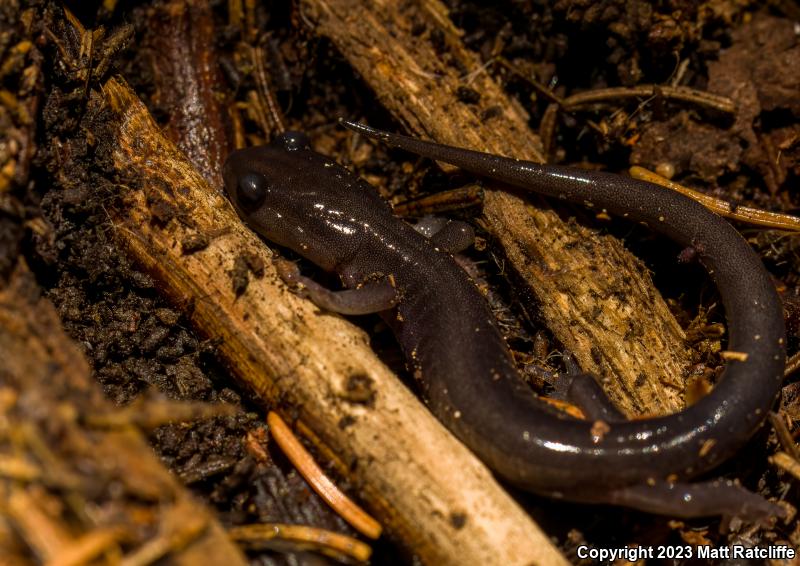 Northern Gray-cheeked Salamander (Plethodon montanus)