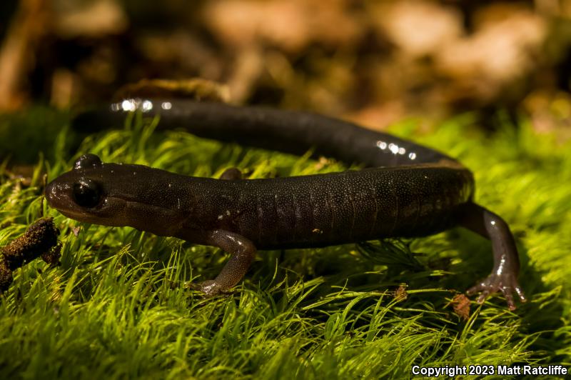 Northern Gray-cheeked Salamander (Plethodon montanus)