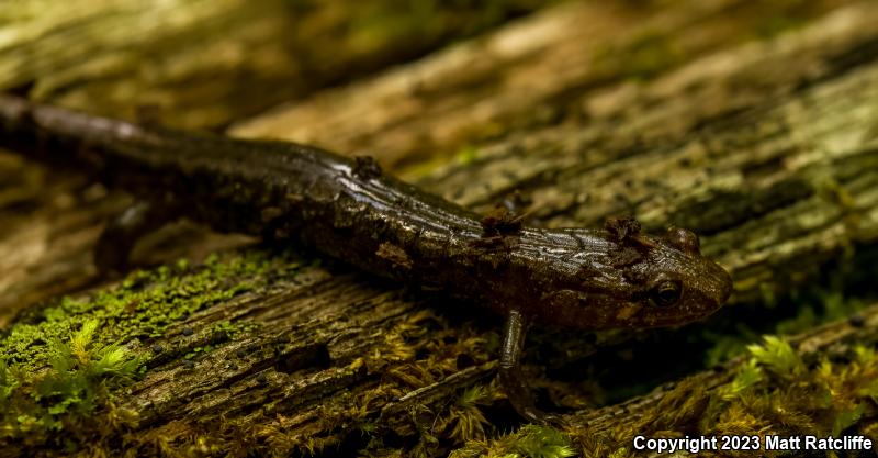 Blue Ridge Dusky Salamander (Desmognathus orestes)