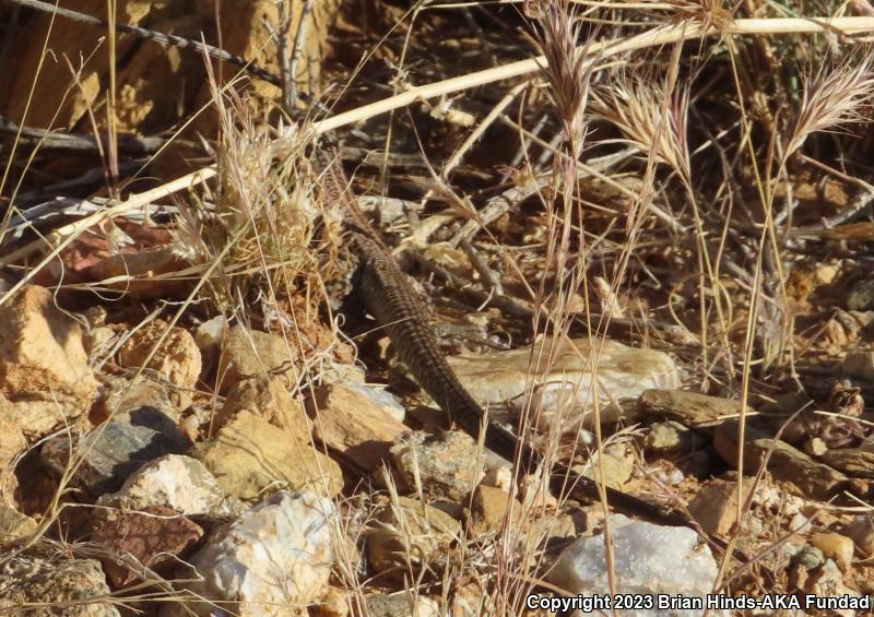 Great Basin Whiptail (Aspidoscelis tigris tigris)