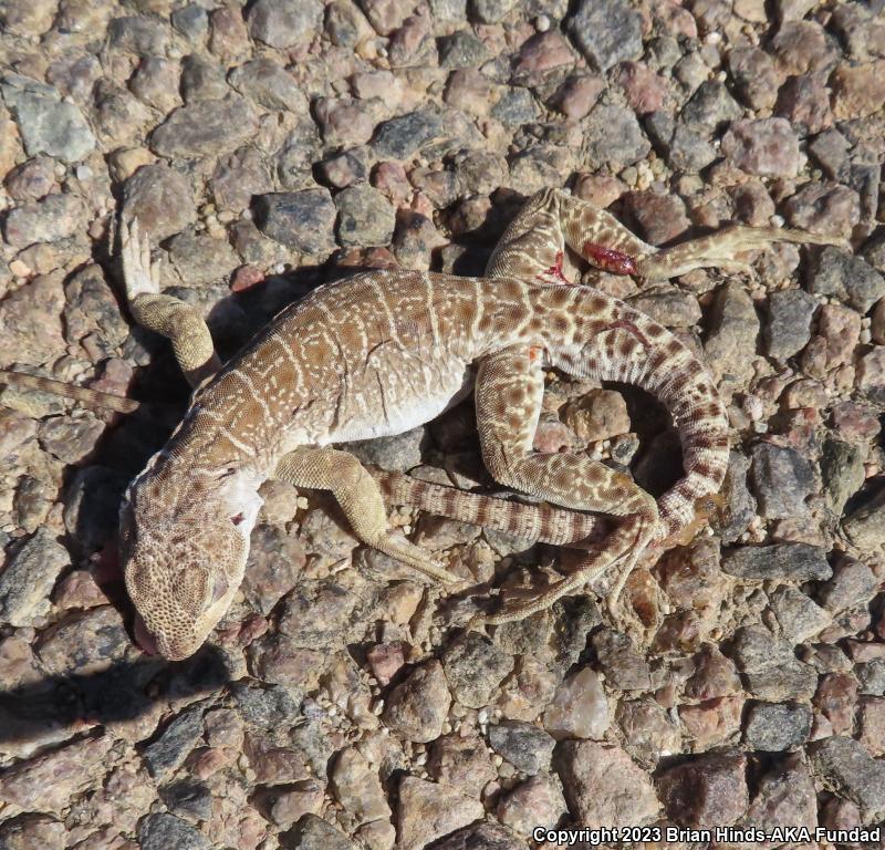 Longnose Leopard Lizard (Gambelia wislizenii)