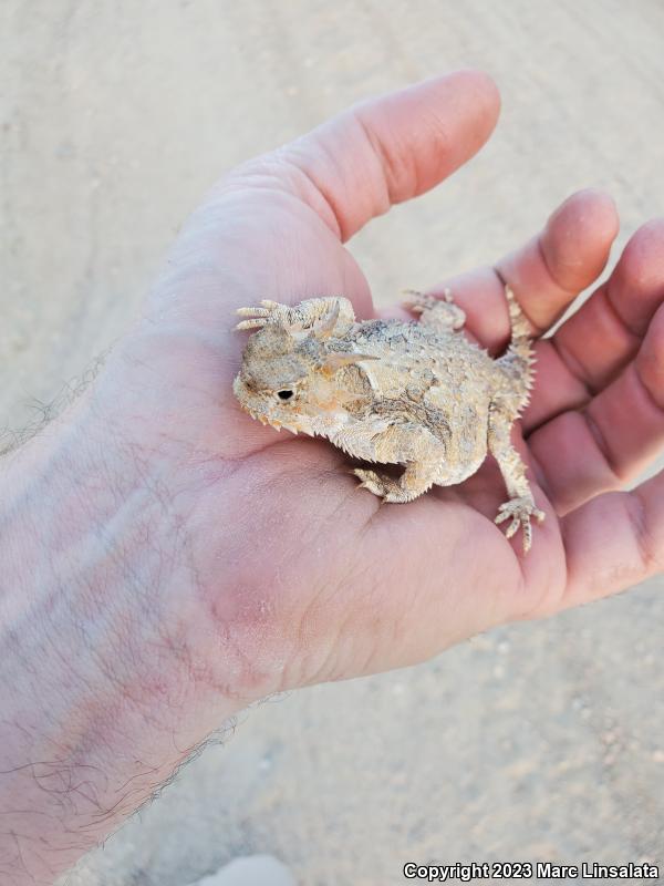 Southern Desert Horned Lizard (Phrynosoma platyrhinos calidiarum)