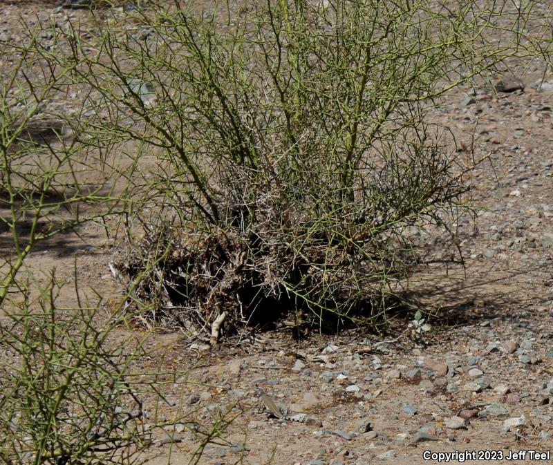 Common Zebra-tailed Lizard (Callisaurus draconoides draconoides)