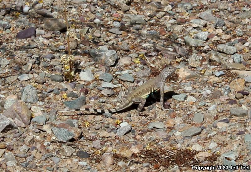 Common Zebra-tailed Lizard (Callisaurus draconoides draconoides)