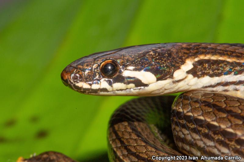 Godman's Graceful Brownsnake (Rhadinaea godmani)