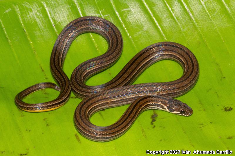 Godman's Graceful Brownsnake (Rhadinaea godmani)