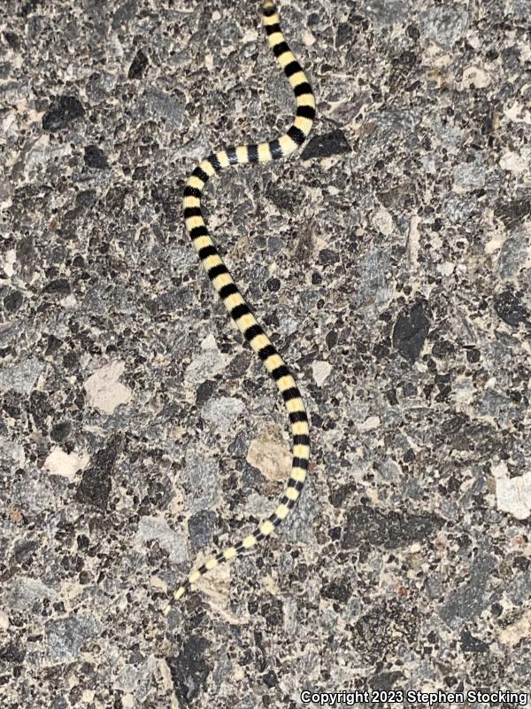 Variable Groundsnake (Sonora semiannulata semiannulata)