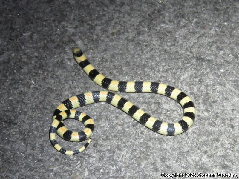 Variable Groundsnake (Sonora semiannulata semiannulata)