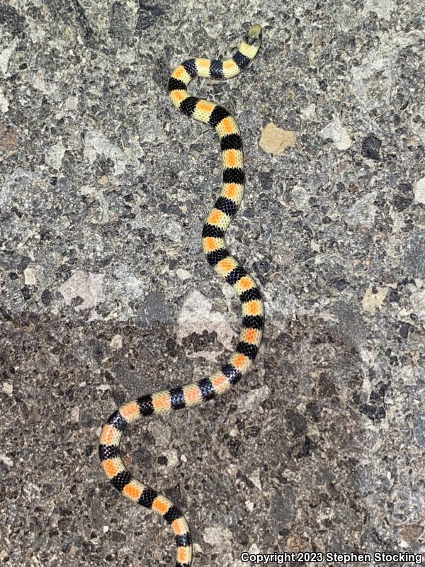 Variable Groundsnake (Sonora semiannulata semiannulata)